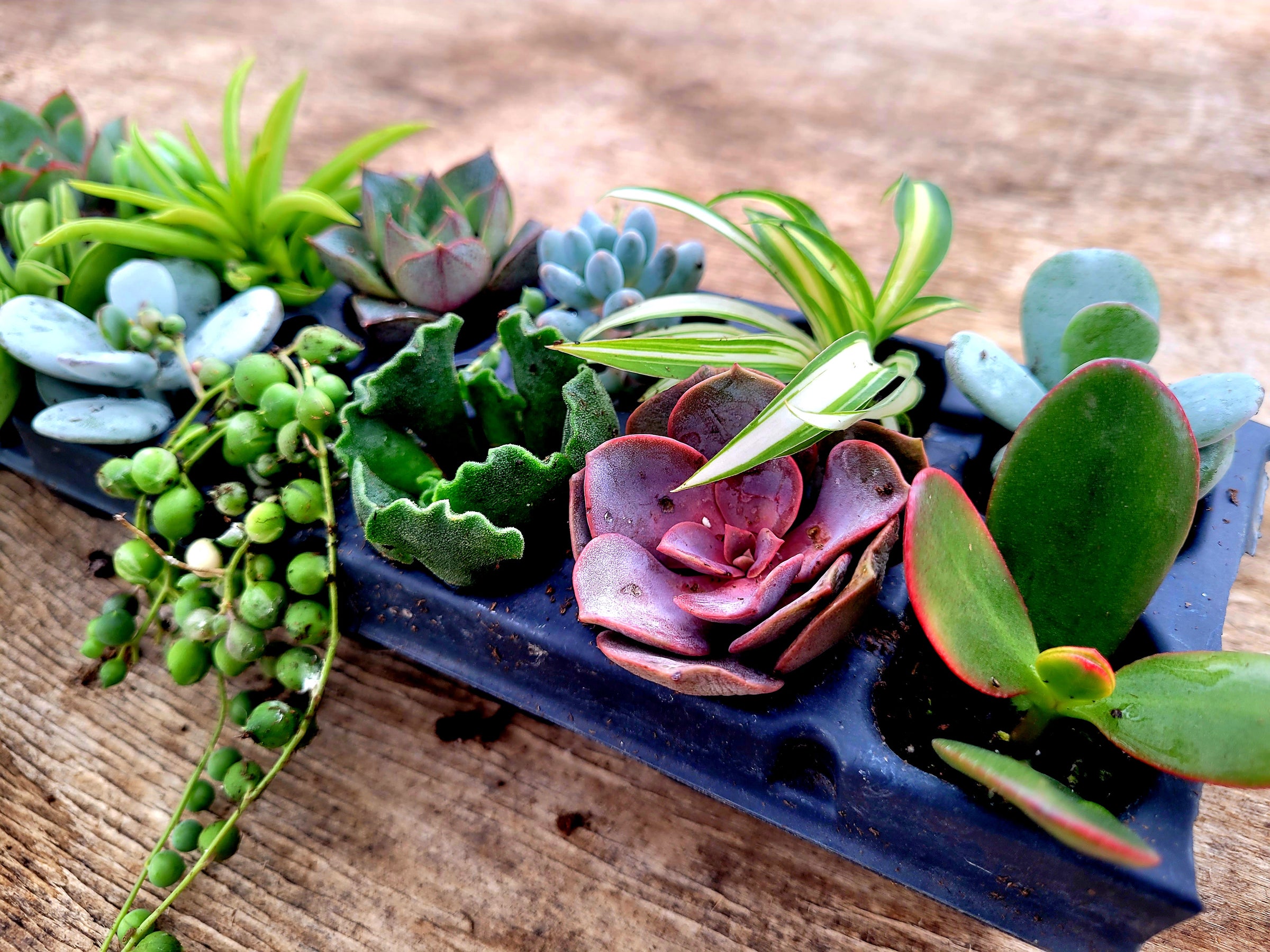 fake succulents in pots 2 Stems Realistic-Looking Artificial/Faux/Fake Succulent Unpotted Plan –  FiveSeasonStuff
