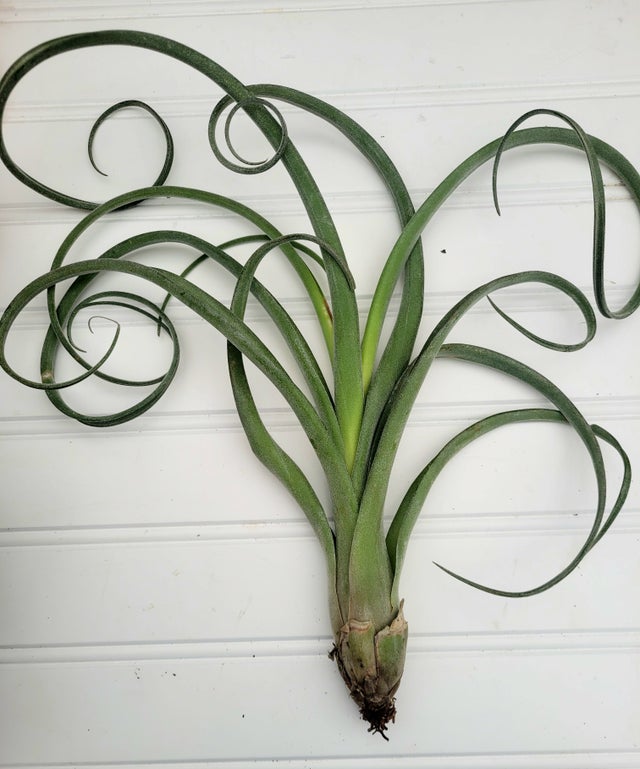 Air Plants | The Succulent Shed Co